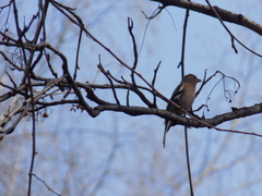Fringilla coelebs