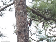 Dendrocopos major canariensis