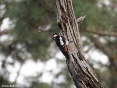 Dendrocopos major canariensis