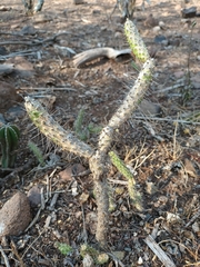 Opuntia pumila