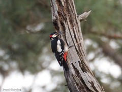 Dendrocopos major canariensis