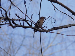 Fringilla coelebs