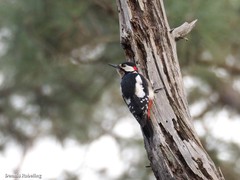 Dendrocopos major canariensis
