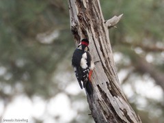 Dendrocopos major canariensis