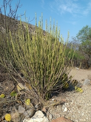 Euphorbia rossiana