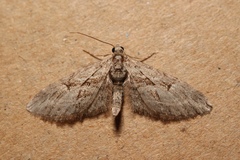 Eupithecia oxycedrata
