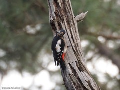 Dendrocopos major canariensis