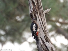 Dendrocopos major canariensis