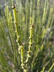 Euphorbia rossiana