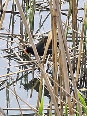 Gallinula chloropus