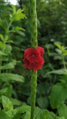 Stachytarpheta sessilis