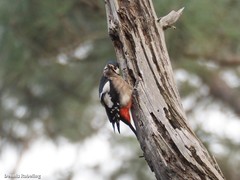 Dendrocopos major canariensis