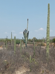 Cephalocereus macrocephalus