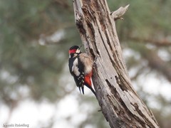 Dendrocopos major canariensis