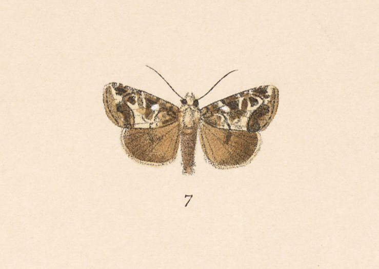Elaphria langia
