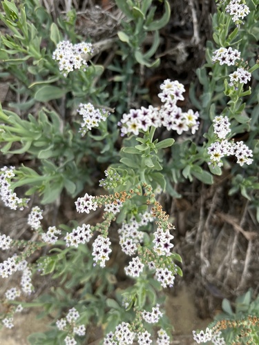 iNaturalist observation photo of alkali heliotrope