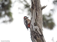 Dendrocopos major canariensis