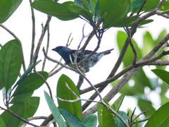 Tangara mexicana brasiliensis