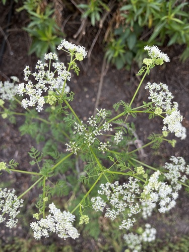 iNaturalist observation photo of poison hemlock