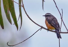 Ochthoeca oenanthoides