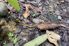 Dendrophidion percarinatum