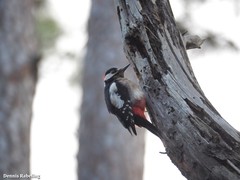 Dendrocopos major canariensis