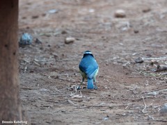 Cyanistes teneriffae teneriffae