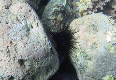 Diadema africanum