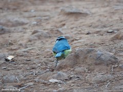 Cyanistes teneriffae teneriffae