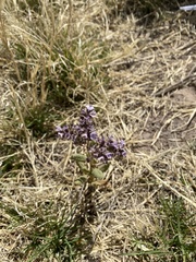 Phacelia integrifolia