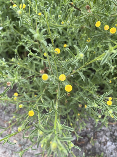 iNaturalist observation photo of Spanish False Fleabane