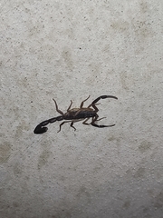 Centruroides fulvipes