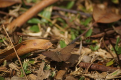Cissia phronius