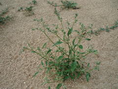 Chenopodium album pedunculare
