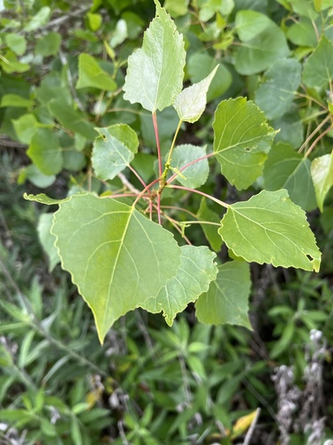 iNaturalist observation photo of Frémont Cottonwood