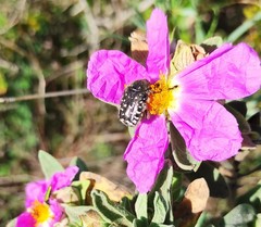 Oxythyrea funesta