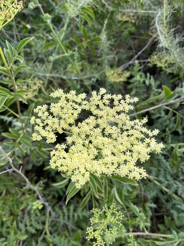 iNaturalist observation photo of blue elder