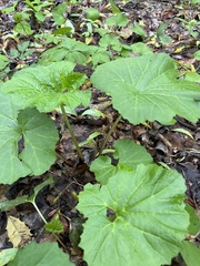 Arnoglossum reniforme