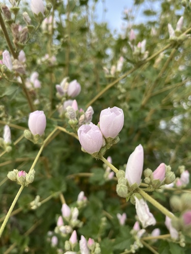 iNaturalist observation photo of southern coastal bushmallow