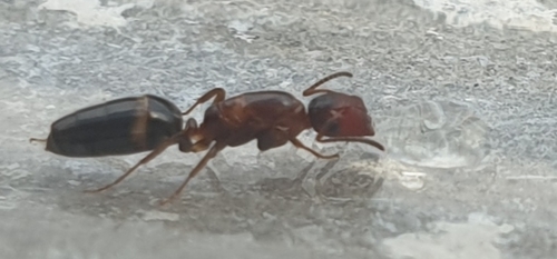 European Gate-keeper Ant