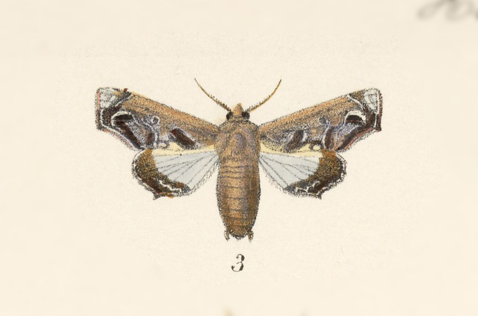 Eutelia abscondens