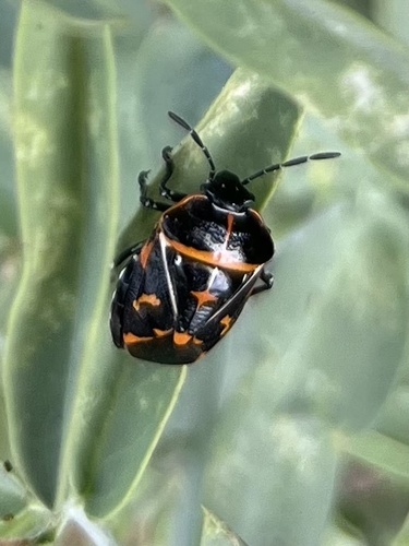 iNaturalist observation photo of Harlequin Bug