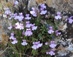 Chaenorhinum origanifolium