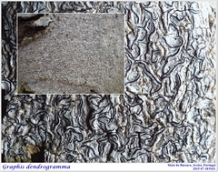 Graphis dendrogramma