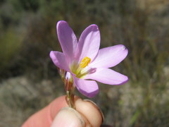 Ixia divaricata