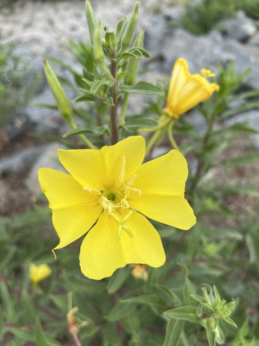 iNaturalist observation photo of tall evening primrose
