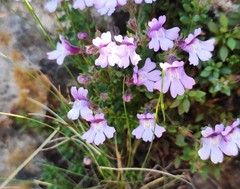 Chaenorhinum origanifolium