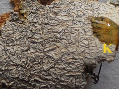 Graphis dendrogramma