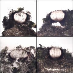 Graphis dendrogramma
