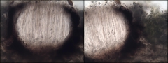 Graphis dendrogramma